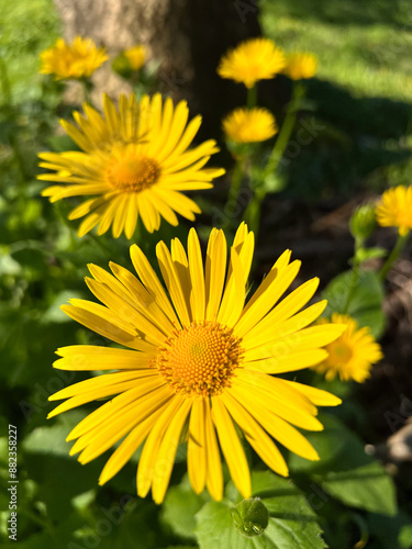 Quadro em tela A high-angle shot of multiple bright yellow leopard's bane flowers blooming in a garden, with the foreground blossom in sharp focus and others softly blurred near a tree trunk