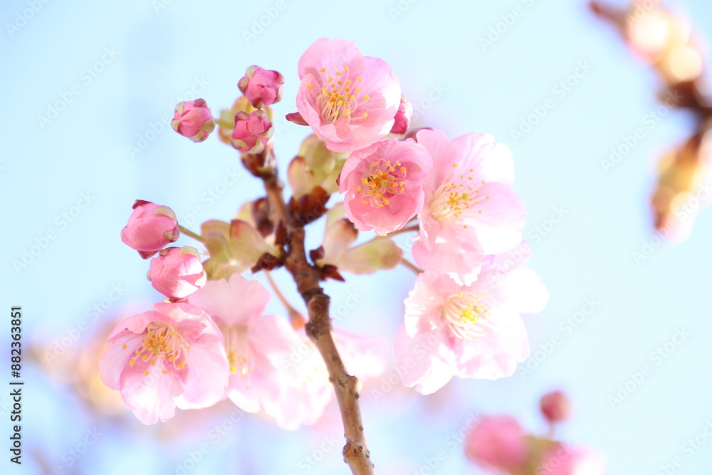 Obraz premium 桜 河津桜