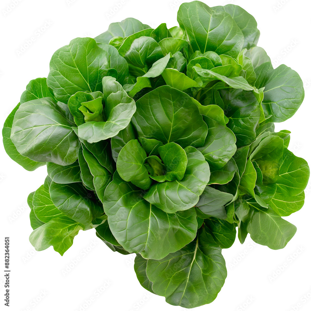 Fresh Tatsoi with a top view on a transparent background. Fresh Tatsoi with a top view on a transparent background.