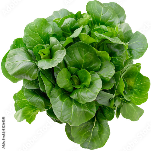Fresh Tatsoi with a top view on a transparent background.