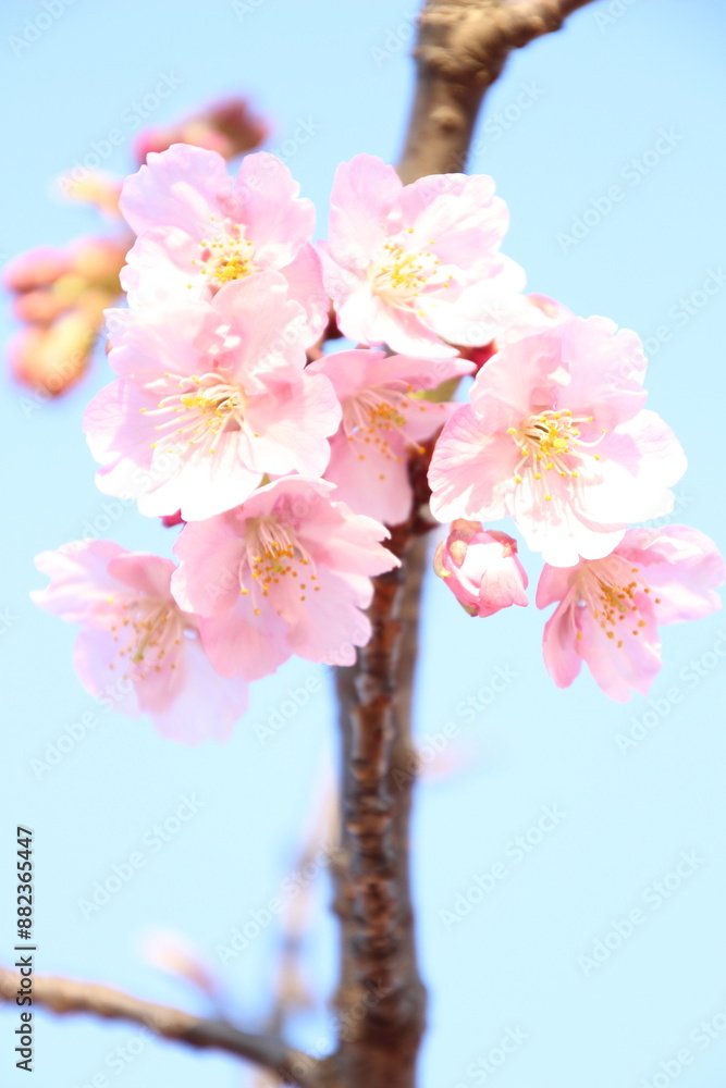 Obraz premium 桜 河津桜