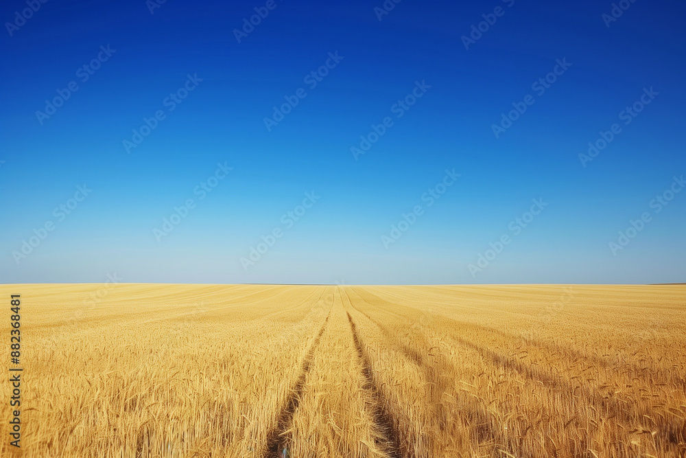 wheat field stretching to the horizon, bordered by a clear blue sky, ideal for agricultural concepts and natural beauty. Photo wheat field stretching to the horizon, bordered by a clear blue sky, ideal for agricultural concepts and natural beauty. Photo