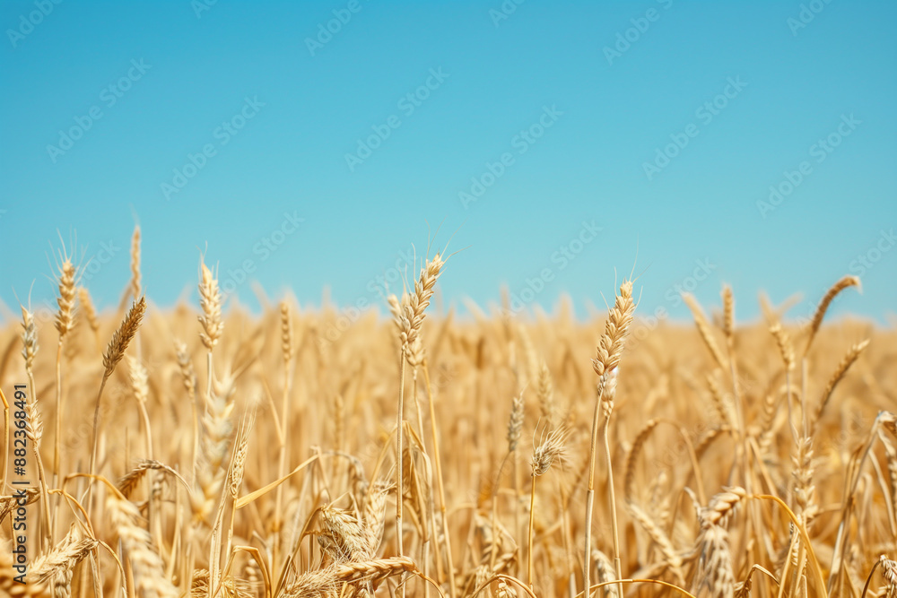wheat field stretching to the horizon, bordered by a clear blue sky, ideal for agricultural concepts and natural beauty. Photo wheat field stretching to the horizon, bordered by a clear blue sky, ideal for agricultural concepts and natural beauty. Photo