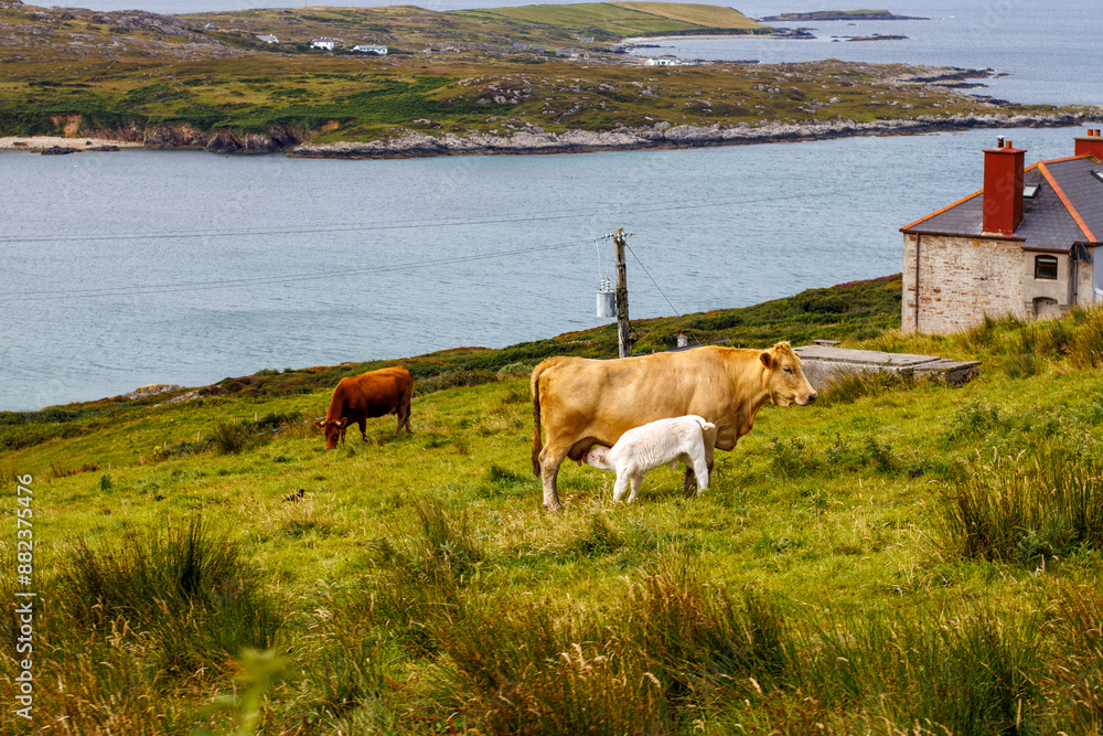 irish beef cattle by the coast with calf sucking on mother.