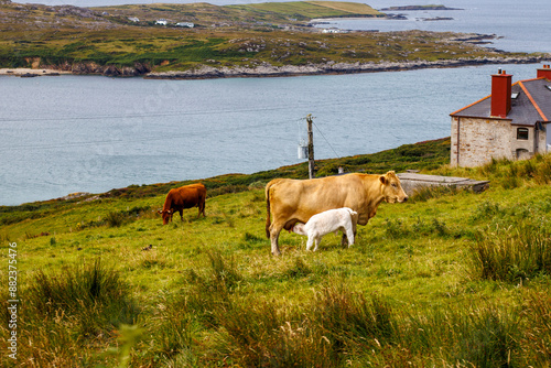Obraz na płótnie irish beef cattle by the coast with calf sucking on mother. w salonie