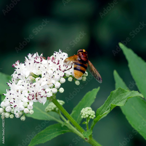 Volucella zonaria | Volucelle zonée femelle, corps trapu et velouté, thorax brun roux, abdomen jaune à bandes noires, yeux espacé sur tête face jaune au mimétisme d'un bourdon photo