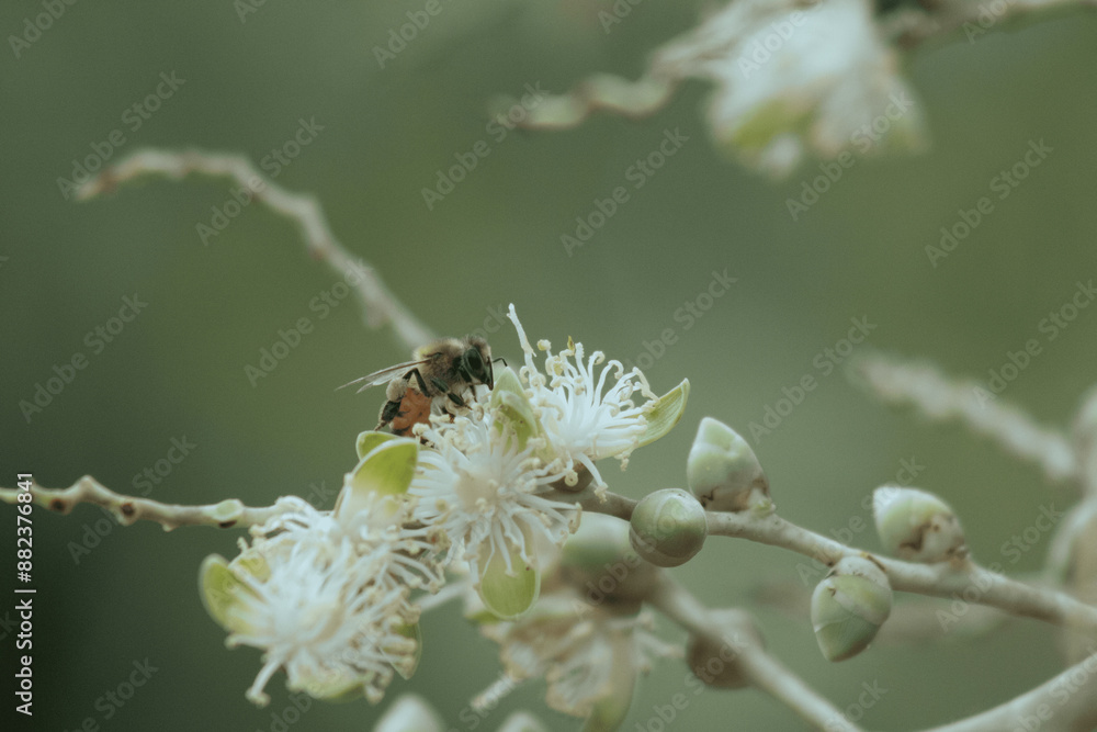Bee, Abeja Bee, Abeja