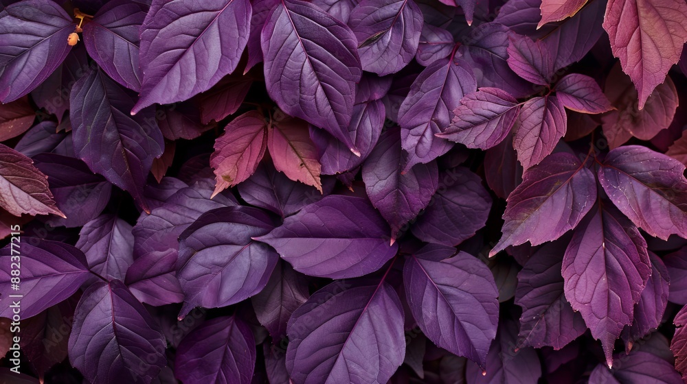 Purple leaves create a picturesque background. Their textured surface adds a touch of intrigue to the scene. Purple leaves create a picturesque background. Their textured surface adds a touch of intrigue to the scene.