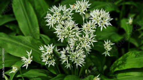 Fotografía Blooming Allium ursinum, commonly known as wild garlic, growing in the garden