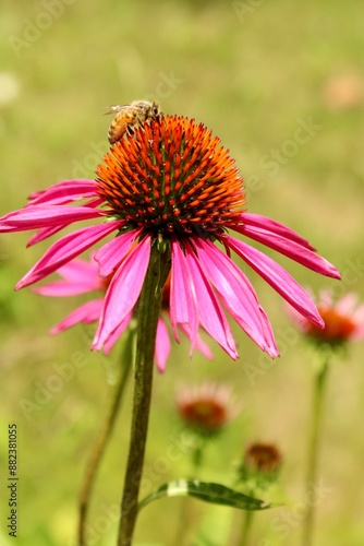 Bee on a Coneflower 