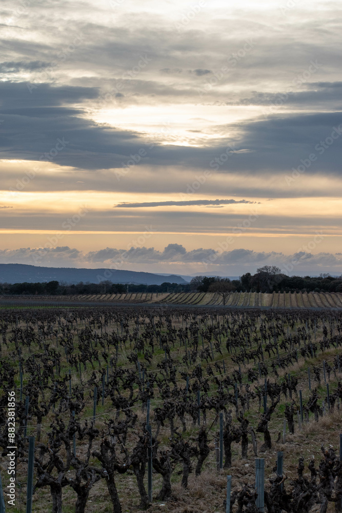 Fototapeta premium animaux