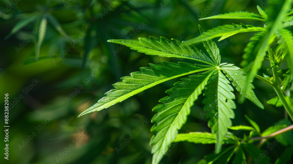 Lush Cannabis Leaf. Generative AI Lush Cannabis Leaf. Generative AI