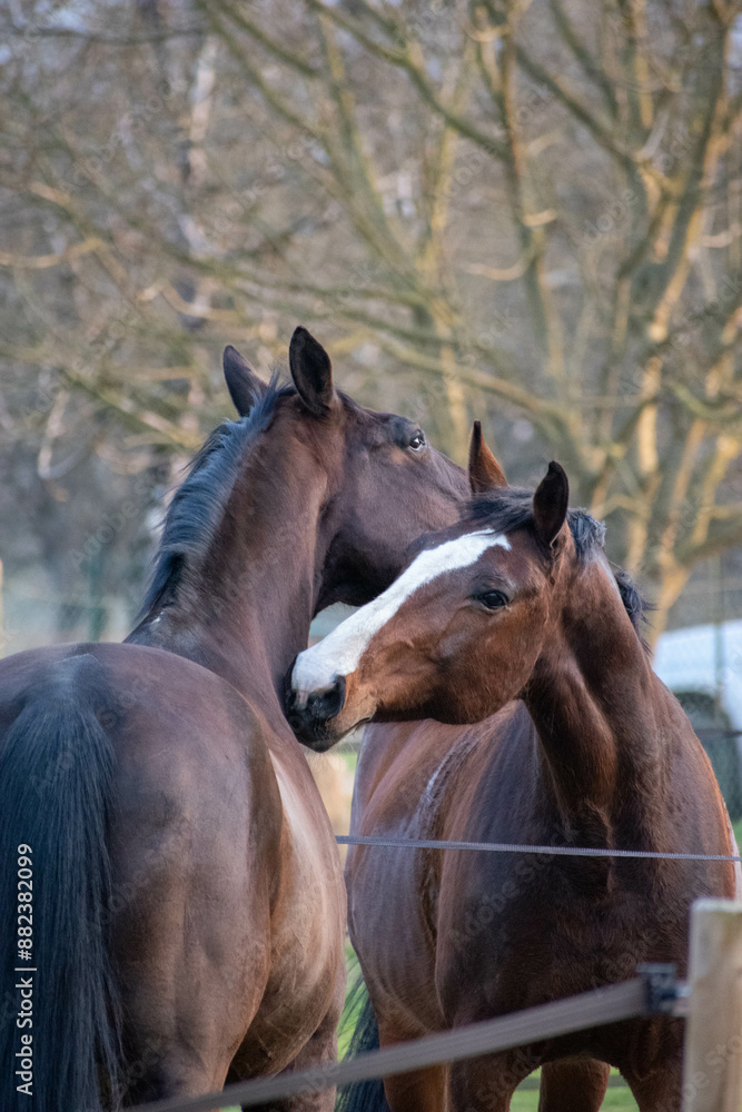 Fototapeta premium anmaux