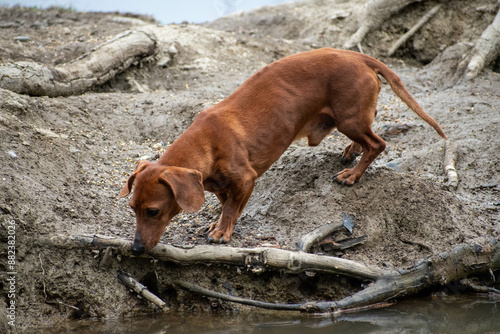 chien