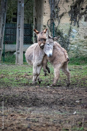 animal du zoo