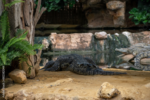 animal du zoo