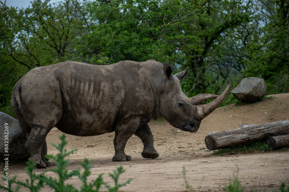 Naklejka premium animaux