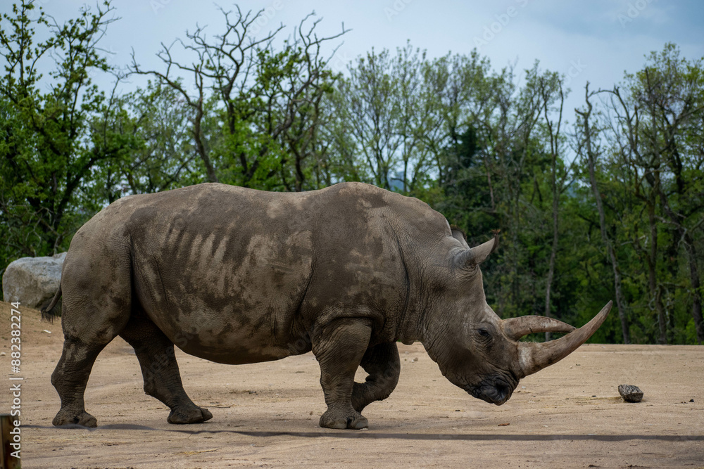 Fototapeta premium anmaux