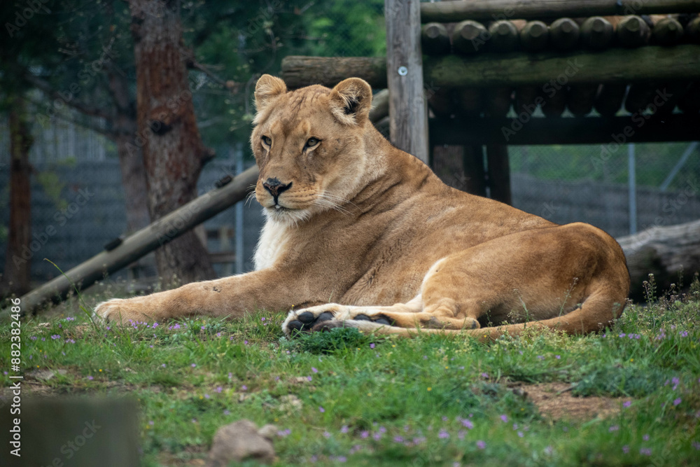 Naklejka premium anmaux