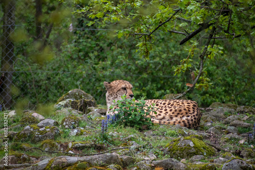 animaux