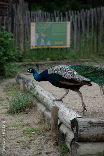 animaux