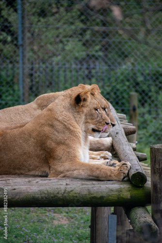 animaux