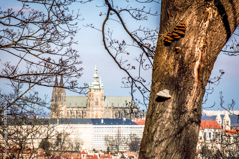 Fototapeta premium A view of St. Vitus Cathedral on Prague Castle, seen through the branches of a tree in Prague, Czechia. The spires and roof can be seen behind the branches, while the tree trunk is in the foreground.