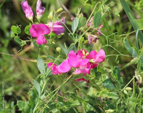 Lathyrus tuberosus grows in the field among the grasses in summer © orestligetka