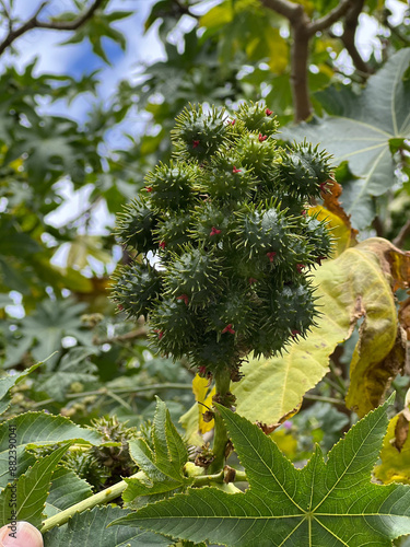 Obraz na plátně A close-up shot of green spiky castor bean seed pods with bright pink accents growing on a castor oil plant (Ricinus communis) against a backdrop of leaves and a cloudy sky