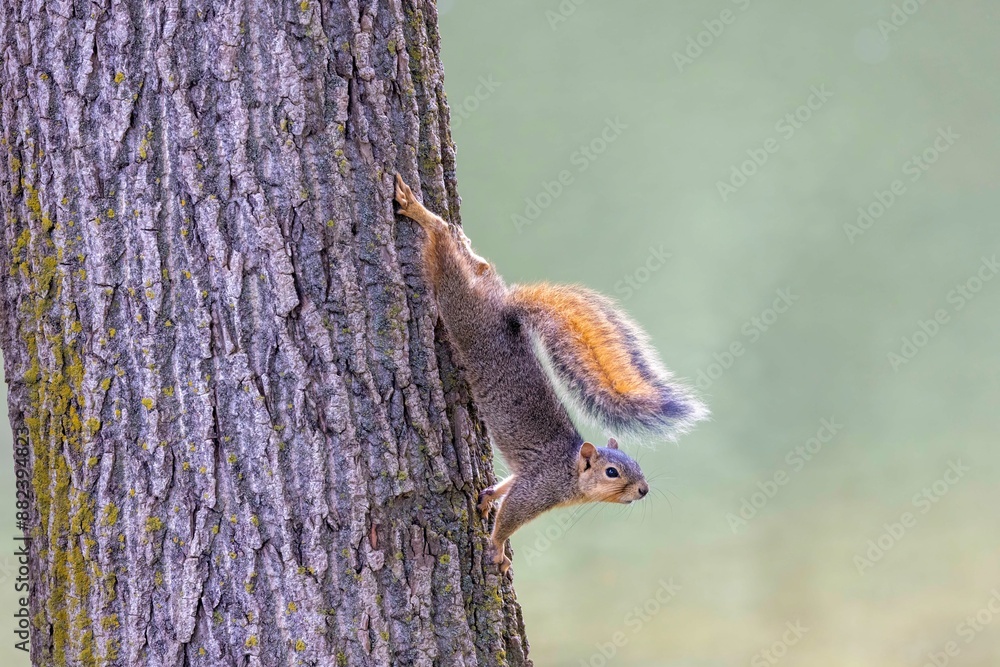 Fototapeta premium The fox squirrel (Sciurus niger), also known as the eastern fox squirrel or Bryant's fox squirre