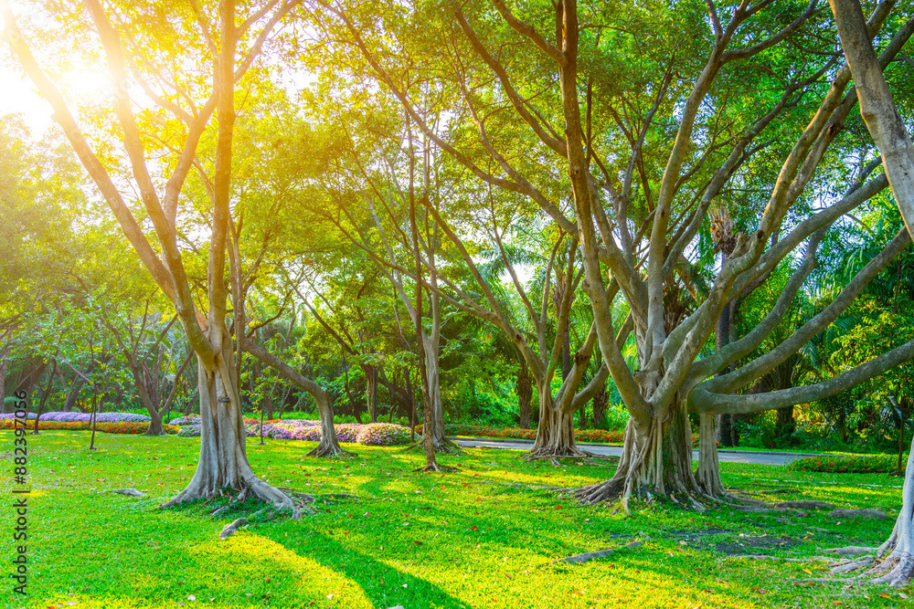 Beautiful green banyan tree, many trunks intertwined into one huge ficus microcarpa Beautiful green banyan tree, many trunks intertwined into one huge ficus microcarpa
