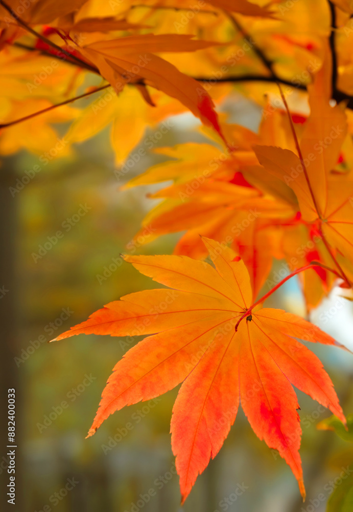 One maple leaves in warm seasonal fall colors. Maple park leaf, autumn background. Blurred background. One maple leaves in warm seasonal fall colors. Maple park leaf, autumn background. Blurred background.