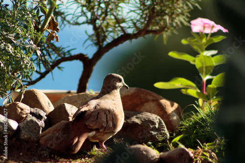Pigeon in the middle of the forest in a warm sunset perched on rocks.