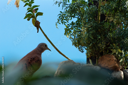 Pigeon looking into the void between vegetation and rocks.