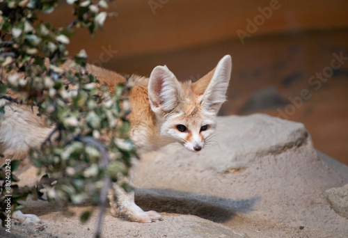 Picture of a fennec fox