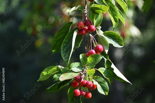 Branches with fruits of Malus Hupehensis tree, common name Chinese crab apple.