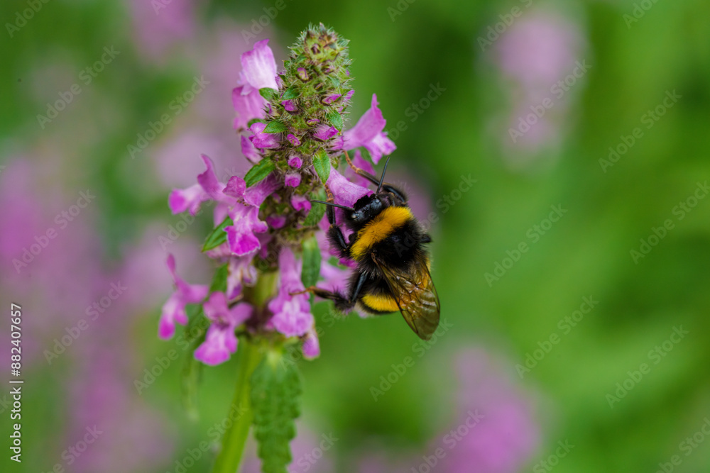 A bumblebee pollinates a purple flower in a biodiverse garden, supporting the ecosystem A bumblebee pollinates a purple flower in a biodiverse garden, supporting the ecosystem