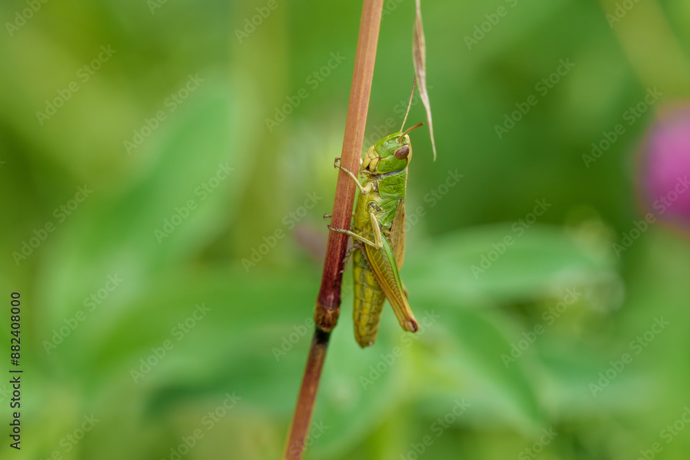 Green grasshopper blends with leaves, perched on plant stem, displaying beauty in natural habitat Green grasshopper blends with leaves, perched on plant stem, displaying beauty in natural habitat