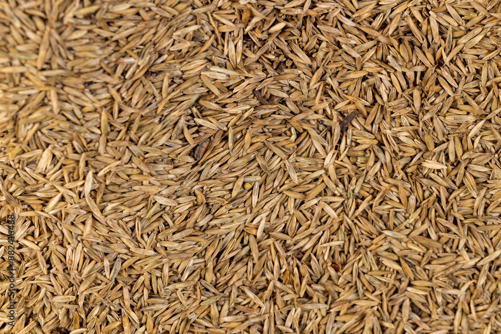 mixed seeds of perennial and annual grass for lawn mixed seeds of perennial and annual grass for lawn