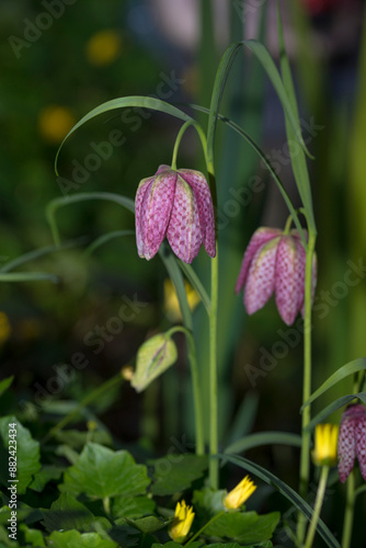 Two Snake's Head Fritillary's (Fritillaria meleagris) flowering in a nature garden photo