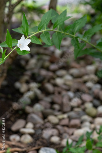 White flowers and pebbles