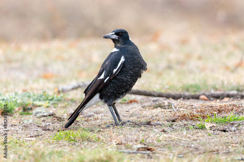 Obraz premium Photograph of a black and white Australian Magpie bird foraging for food on the ground in the regional town of Talbingo in the Snowy Mountains in New South Wales in Australia.
