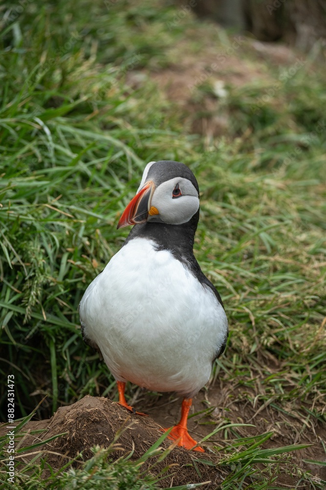 Close-up of an Atlantic puffin standing on grassy terrain. Close-up of an Atlantic puffin standing on grassy terrain.