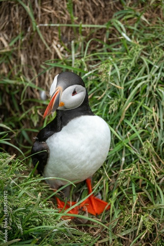 Close-up of an Atlantic puffin standing on green grass with a natural background.