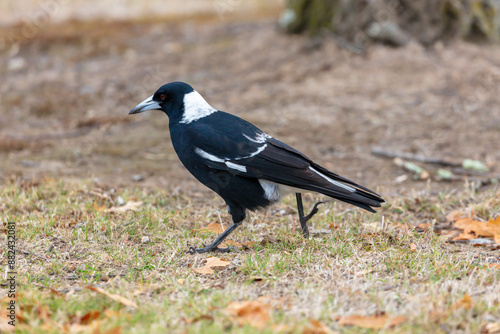 Photograph of a black and white Australian Magpie bird foraging for food  on the ground in the regional town of Talbingo in the Snowy Mountains in New South Wales in Australia. photo