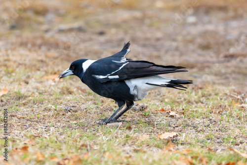 Photograph of a black and white Australian Magpie bird foraging for food on the ground in the regional town of Talbingo in the Snowy Mountains in New South Wales in Australia.