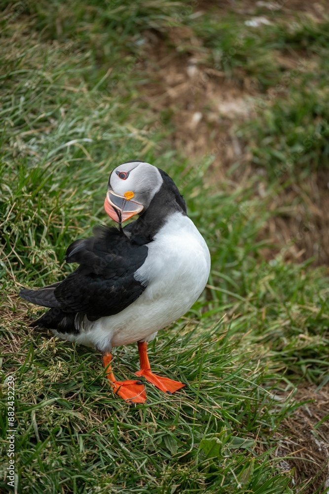 Puffin standing on a grassy hillside, showcasing its distinctive colorful beak and orange feet. Puffin standing on a grassy hillside, showcasing its distinctive colorful beak and orange feet.