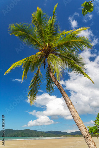 Picturesque tropical golden sandy Thornton Beach in Daintree rainforest under blue sky with white clouds, Queensland, Australia. Thornton Beach is bounded to the south by Cape Tribulation Road. photo