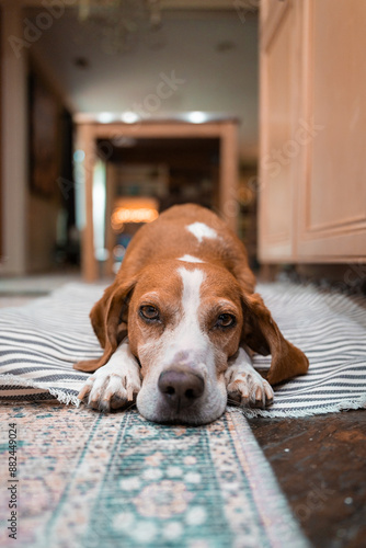 cute young beagle in down position with its chin on the floor, warm home atmosphere

