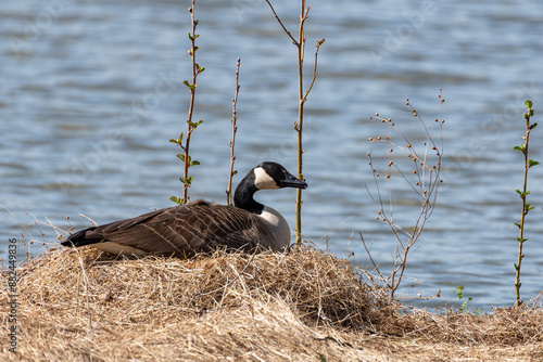 Canadian Goose